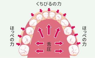 綺麗な歯並びを保つ